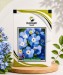 Myosotis Alpestris Blue - Image 1